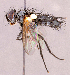  ( - CNC1966812)  @11 [ ] No rights reserved (2022) Unspecified Canadian National Collection of Insects, Arachnids and Nematodes