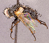  (Campylocheta sp. NB2 - CNC1967068)  @11 [ ] No rights reserved (2022) Unspecified Canadian National Collection of Insects, Arachnids and Nematodes