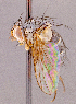  ( - CNC1967140)  @11 [ ] No rights reserved (2022) Unspecified Canadian National Collection of Insects, Arachnids and Nematodes