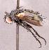  ( - CNC1967162)  @11 [ ] No rights reserved (2022) Unspecified Canadian National Collection of Insects, Arachnids and Nematodes