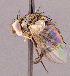  ( - CNC1967185)  @11 [ ] No rights reserved (2022) Unspecified Canadian National Collection of Insects, Arachnids and Nematodes
