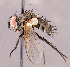  ( - CNC1967205)  @11 [ ] No rights reserved (2022) Unspecified Canadian National Collection of Insects, Arachnids and Nematodes