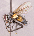  ( - CNC1990969)  @11 [ ] No rights reserved (2022) Unspecified Canadian National Collection of Insects, Arachnids and Nematodes