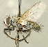  (Microchaetina sp. UT1 - CNC2060964)  @11 [ ] No rights reserved (2024) Unspecified Canadian National Collection of Insects, Arachnids and Nematodes