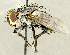  (Blepharipa sp. SK1 - CNC2077293)  @11 [ ] No rights reserved (2024) Unspecified Canadian National Collection of Insects, Arachnids and Nematodes