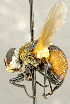  ( - CNC2077313)  @11 [ ] No rights reserved (2024) Unspecified Canadian National Collection of Insects, Arachnids and Nematodes