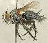  (Cyrtophloeba sp. SK2 - CNC2077340)  @11 [ ] No rights reserved (2024) Unspecified Canadian National Collection of Insects, Arachnids and Nematodes