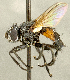  ( - CNC2077343)  @11 [ ] No rights reserved (2024) Unspecified Canadian National Collection of Insects, Arachnids and Nematodes