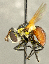  ( - CNC2077351)  @11 [ ] No rights reserved (2024) Unspecified Canadian National Collection of Insects, Arachnids and Nematodes