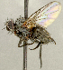  ( - CNC2077381)  @11 [ ] No rights reserved (2024) Unspecified Canadian National Collection of Insects, Arachnids and Nematodes