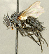  ( - CNC2077410)  @11 [ ] No rights reserved (2024) Unspecified Canadian National Collection of Insects, Arachnids and Nematodes