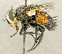  ( - CNC2077439)  @11 [ ] No rights reserved (2024) Unspecified Canadian National Collection of Insects, Arachnids and Nematodes