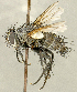  (Cyrtophloeba sp. SK1 - CNC2077444)  @11 [ ] No rights reserved (2024) Unspecified Canadian National Collection of Insects, Arachnids and Nematodes
