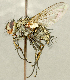  ( - CNC2077550)  @11 [ ] No rights reserved (2024) Unspecified Canadian National Collection of Insects, Arachnids and Nematodes