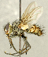  (Ptilodexia sp. WY2 - CNC2077552)  @11 [ ] No rights reserved (2024) Unspecified Canadian National Collection of Insects, Arachnids and Nematodes