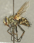  (Ptilodexia sp. WY1 - CNC2077553)  @11 [ ] No rights reserved (2024) Unspecified Canadian National Collection of Insects, Arachnids and Nematodes