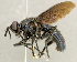  ( - CNC2086186)  @11 [ ] No rights reserved (2024) Unspecified Canadian National Collection of Insects, Arachnids and Nematodes