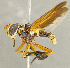  (Trichopoda sp. AZ1 - CNC2086187)  @11 [ ] No rights reserved (2024) Unspecified Canadian National Collection of Insects, Arachnids and Nematodes