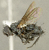  (Wagneria sp. AZ1 - CNC2086188)  @11 [ ] No rights reserved (2024) Unspecified Canadian National Collection of Insects, Arachnids and Nematodes