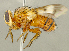  (Oestrophasia sp. AZ1 - CNC2086193)  @11 [ ] No rights reserved (2024) Unspecified Canadian National Collection of Insects, Arachnids and Nematodes
