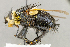  (Tachina sp. SW2 - CNC5276233)  @11 [ ] No rights reserved (2023) Unspecified Canadian National Collection of Insects, Arachnids and Nematodes