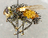  ( - CNC5276258)  @11 [ ] No rights reserved (2023) Unspecified Canadian National Collection of Insects, Arachnids and Nematodes