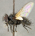  (Leucostoma sp. SW1 - CNC5276300)  @11 [ ] No rights reserved (2023) Unspecified Canadian National Collection of Insects, Arachnids and Nematodes