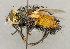  (Tachina sp. SW1 - CNC5276313)  @11 [ ] No rights reserved (2023) Unspecified Canadian National Collection of Insects, Arachnids and Nematodes