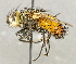  (Peleteria sp. SW3 - CNC5276422)  @11 [ ] No rights reserved (2023) Unspecified Canadian National Collection of Insects, Arachnids and Nematodes