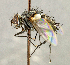  ( - CNC5277210)  @11 [ ] No rights reserved (2023) Unspecified Canadian National Collection of Insects, Arachnids and Nematodes