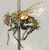  ( - CNC5277228)  @11 [ ] No rights reserved (2023) Unspecified Canadian National Collection of Insects, Arachnids and Nematodes