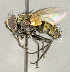  ( - CNC5277252)  @11 [ ] No rights reserved (2023) Unspecified Canadian National Collection of Insects, Arachnids and Nematodes