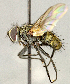  ( - CNC5277264)  @11 [ ] No rights reserved (2023) Unspecified Canadian National Collection of Insects, Arachnids and Nematodes