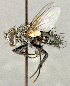  ( - CNC5277265)  @11 [ ] No rights reserved (2023) Unspecified Canadian National Collection of Insects, Arachnids and Nematodes