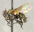  ( - CNC5277269)  @11 [ ] No rights reserved (2023) Unspecified Canadian National Collection of Insects, Arachnids and Nematodes