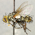  ( - CNC5277277)  @11 [ ] No rights reserved (2023) Unspecified Canadian National Collection of Insects, Arachnids and Nematodes