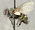 ( - CNC5277278)  @11 [ ] No rights reserved (2023) Unspecified Canadian National Collection of Insects, Arachnids and Nematodes