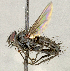  (Medina sp. SW1 - CNC5277288)  @11 [ ] No rights reserved (2023) Unspecified Canadian National Collection of Insects, Arachnids and Nematodes
