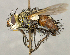 (Peleteria sp. SW2 - CNC5277325)  @11 [ ] No rights reserved (2023) Unspecified Canadian National Collection of Insects, Arachnids and Nematodes