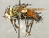  (Peleteria sp. SW1 - CNC5277331)  @11 [ ] No rights reserved (2023) Unspecified Canadian National Collection of Insects, Arachnids and Nematodes