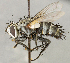 ( - CNC5277332)  @11 [ ] No rights reserved (2023) Unspecified Canadian National Collection of Insects, Arachnids and Nematodes
