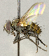 ( - CNC5277334)  @11 [ ] No rights reserved (2023) Unspecified Canadian National Collection of Insects, Arachnids and Nematodes