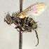  ( - CNC5277362)  @11 [ ] No rights reserved (2023) Unspecified Canadian National Collection of Insects, Arachnids and Nematodes