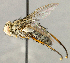  (Neomintho sp. FL1 - CNC5298789)  @11 [ ] No rights reserved (2023) Unspecified Canadian National Collection of Insects, Arachnids and Nematodes