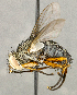  ( - CNC5298790)  @11 [ ] No rights reserved (2023) Unspecified Canadian National Collection of Insects, Arachnids and Nematodes