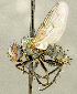  ( - CNC5338121)  @11 [ ] No rights reserved (2024) Unspecified Canadian National Collection of Insects, Arachnids and Nematodes