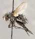  (TachinidaeGEN sp. JO1 - CNC575263)  @11 [ ] No Rights Reserved (2020) Unspecified Canadian National Collection of Insects, Arachnids and Nematodes