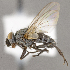  ( - CNC751797)  @11 [ ] No Rights Reserved (2020) Unspecified Canadian National Collection of Insects, Arachnids and Nematodes