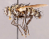  (Neomintho sp. BOL1 - CNC825635)  @11 [ ] No rights reserved (2022) Unspecified Canadian National Collection of Insects, Arachnids and Nematodes