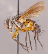  ( - CNC825643)  @11 [ ] No rights reserved (2022) Unspecified Canadian National Collection of Insects, Arachnids and Nematodes